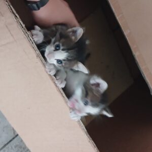 بچا گربه