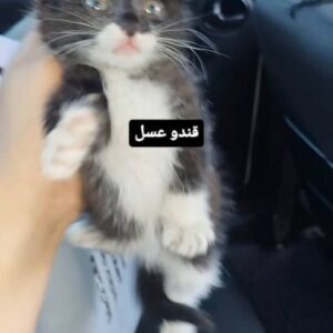 سه تا بچه گربه ۲/۵ ماهه واگذاری رایگان