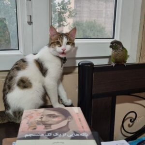 واگذاری گربه ( پنی)*