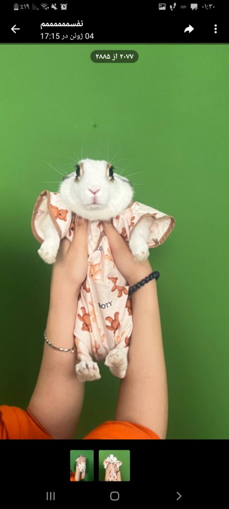 خرگوش