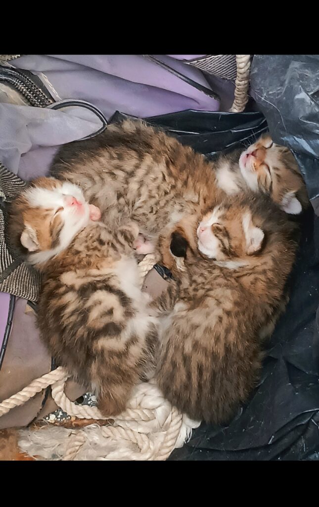 واگذاری چهار بچه گربه بی سرپرست