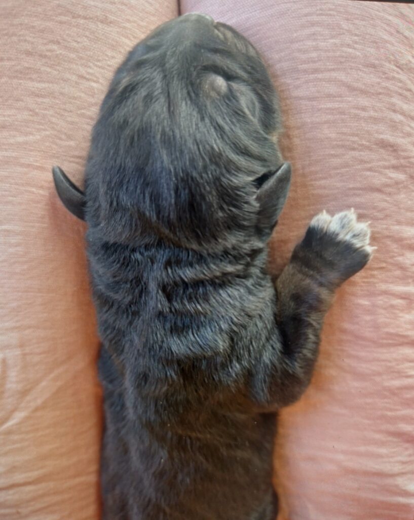 سگ ژرمن