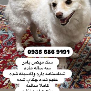 واگذاری رایگان سگ در تهران