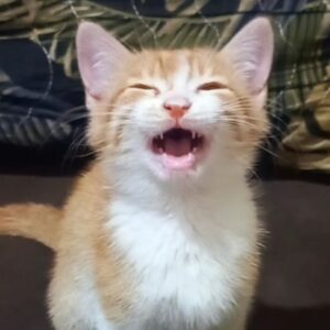 واگذاری جینجرکت ۲ماهه ِبازیگوش ^~^