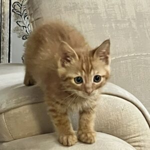 واگذاری بچه گربه یک ماه