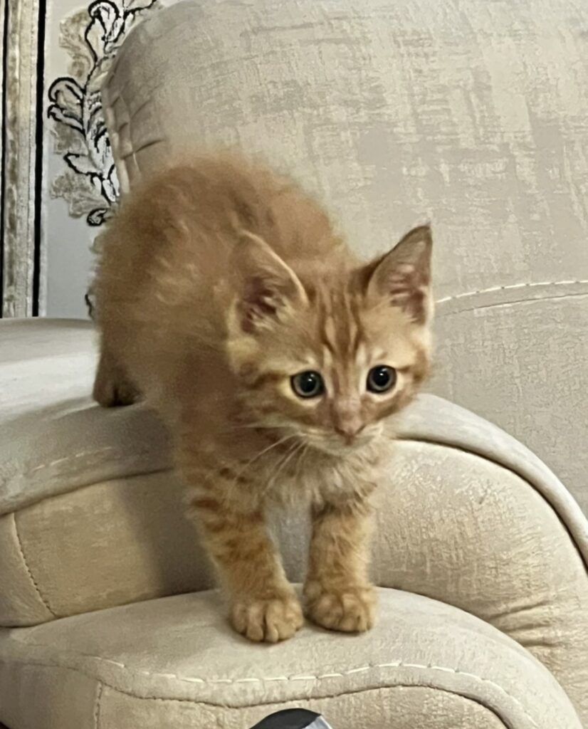 واگذاری بچه گربه یک ماه