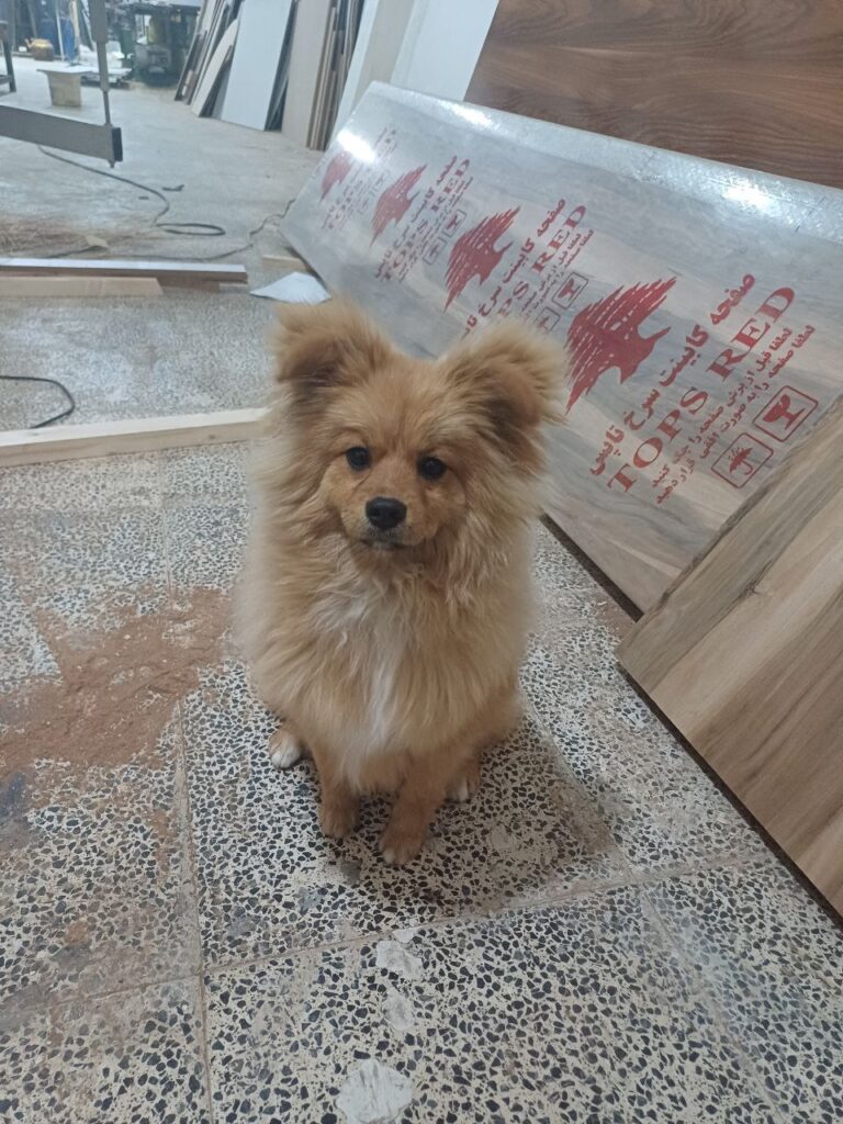 دزدیده شده