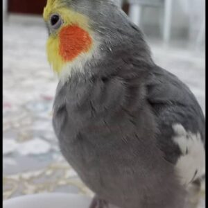 عروس هلندی گمشده
