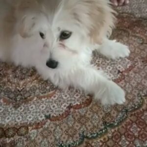توله سگ پامر اشپیتز
