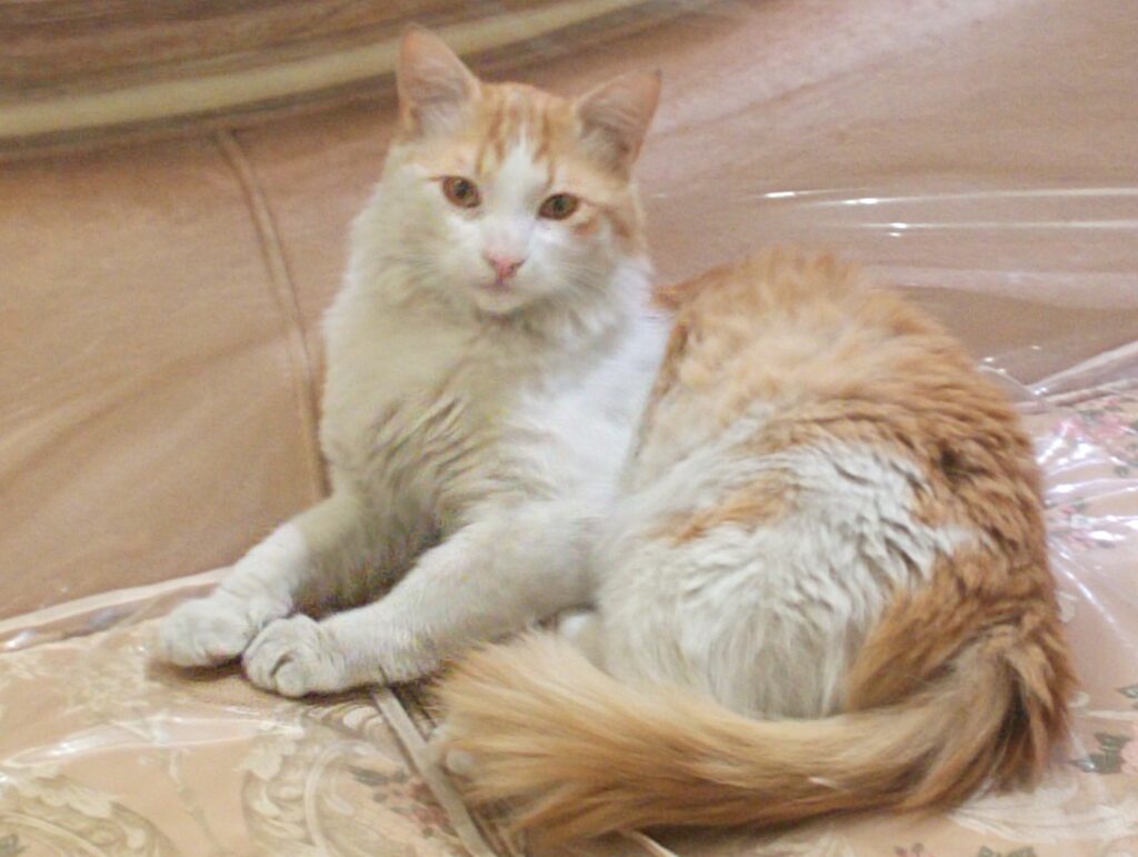 واگذاری گربه