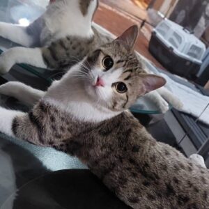 واگذاری گربه زیبا دو‌ساله