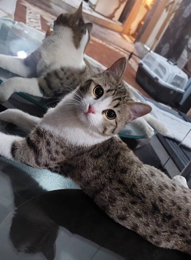 واگذاری گربه زیبا دو‌ساله