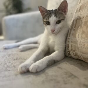 گربه نر۵ماهه شناسنامه دار