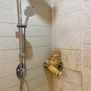 گربه DSHنر ۱ سال و نیمه مهربون نارنجی سفید