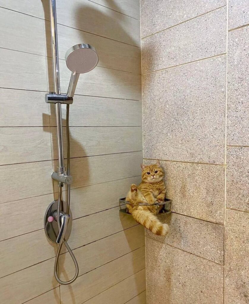 گربه DSHنر ۱ سال و نیمه مهربون نارنجی سفید
