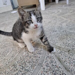 واگذاری بچه گربه دو ماهه