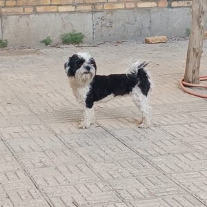 واگذاری سگ رایگان