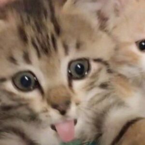 دوتا بچه گربه نر و ماده