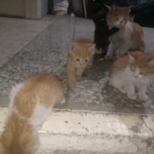 ۶بچه گربه خوشگل رایگان