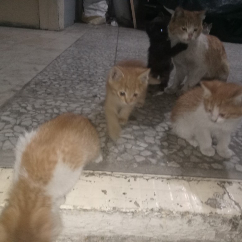۶بچه گربه خوشگل رایگان