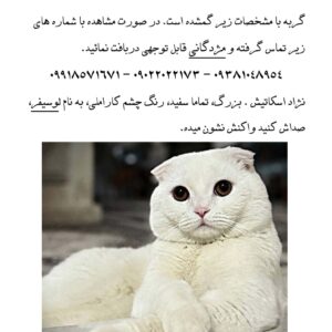 گربه گمشده اسکاتیش سفید
