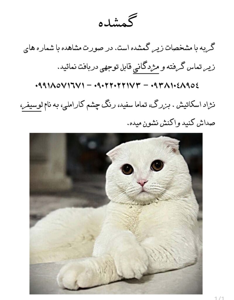 گربه گمشده اسکاتیش سفید