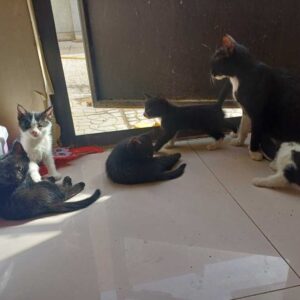 بچه گربه از شیر گرفته شده