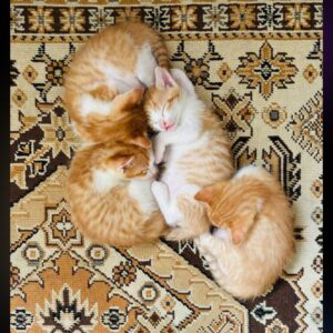 واگذاری گربه نارنجی