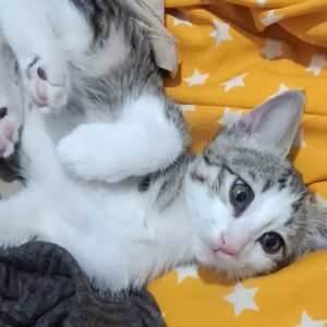 واگذاری بچه گربه