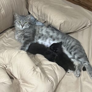 واگذاری خانواده سه نفره گربه