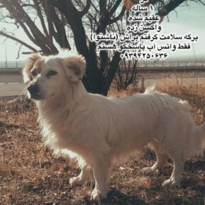 پسر یک ساله اشپیتز