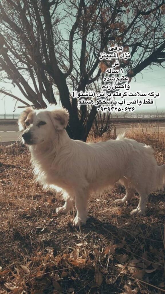 پسر یک ساله اشپیتز
