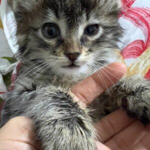 واگذاری گربه ماده مو بلند