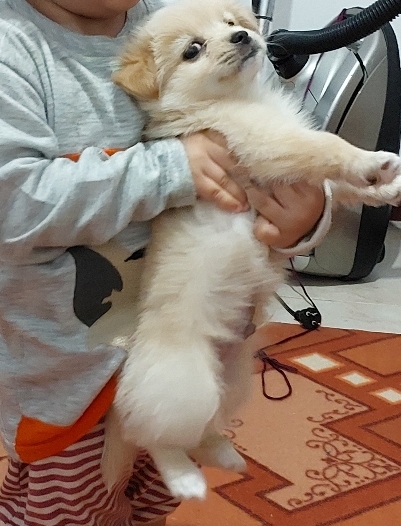 سگ اشپیتز