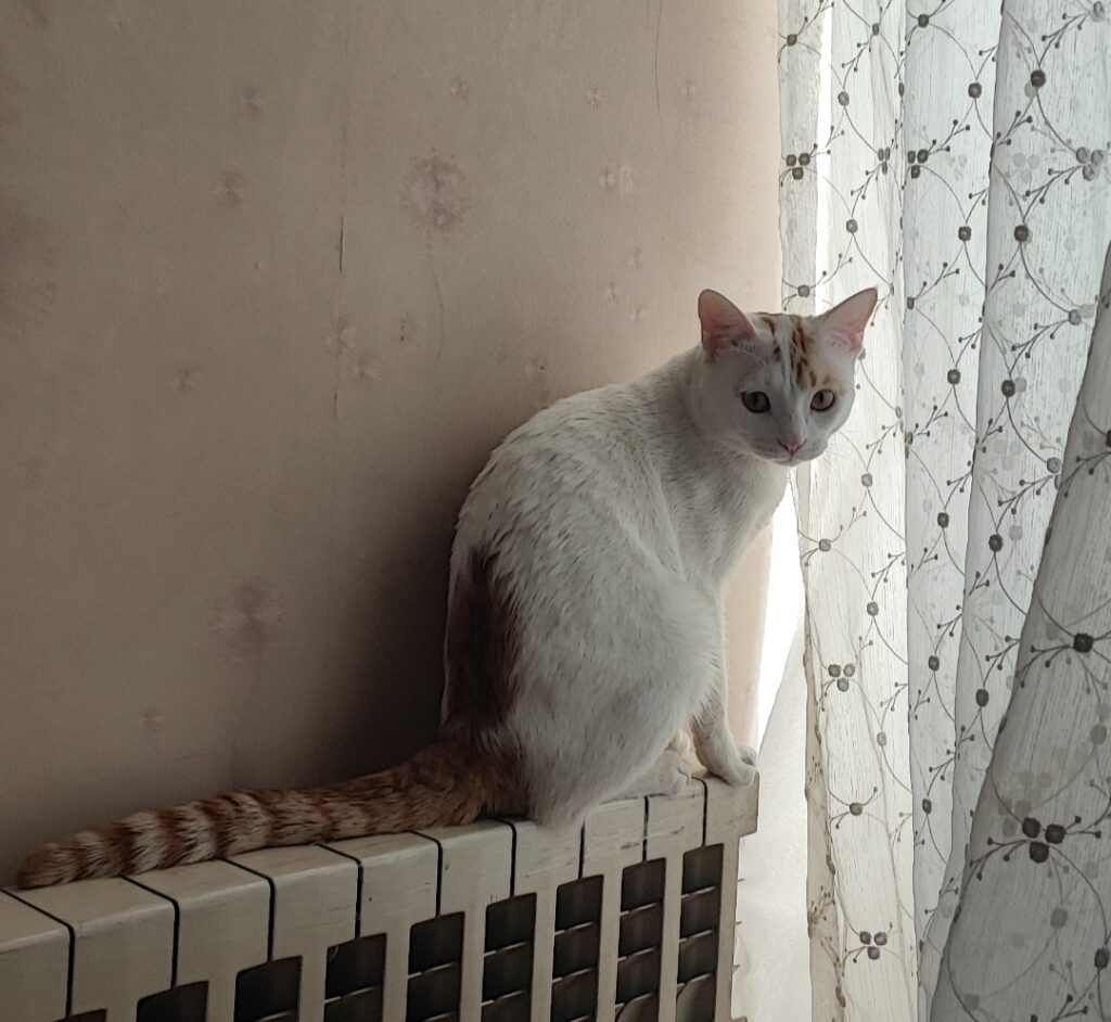 واگذاری گربه نر ۱ ساله
