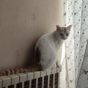 واگذاری گربه نر ۱ ساله