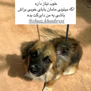 پیدا شده حوالی ارتش بلوار نخل