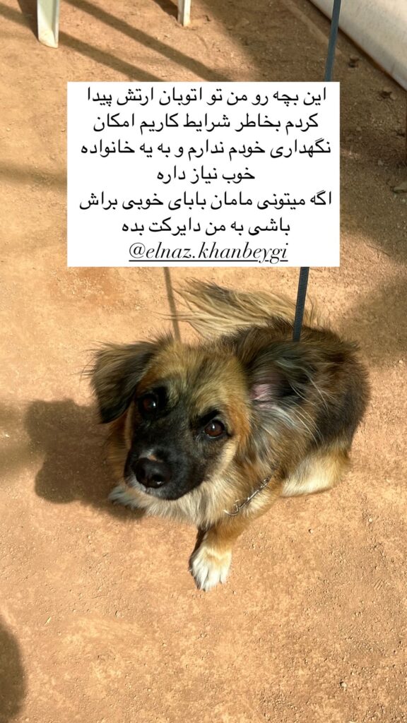 پیدا شده حوالی ارتش بلوار نخل
