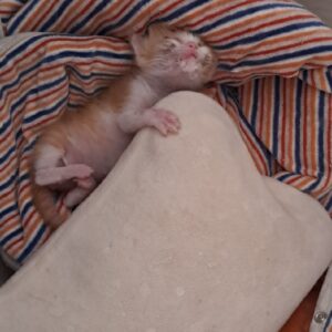 توله گربه DSH