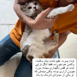 گربه امداد شده
