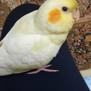 عروس هلندی گمشده