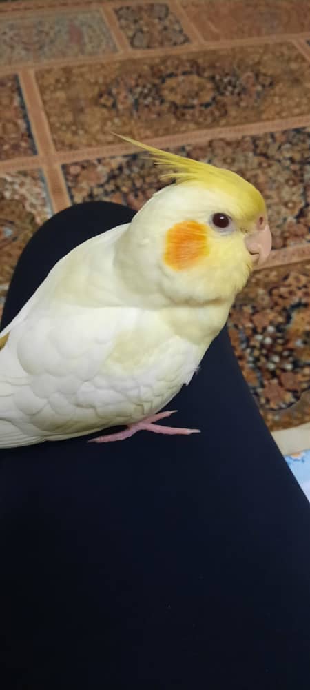 عروس هلندی گمشده