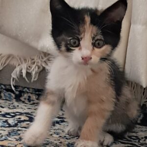 واگذاریه گربه بی خانمان