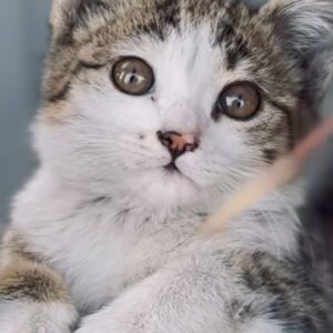 گربه دی اس اچ