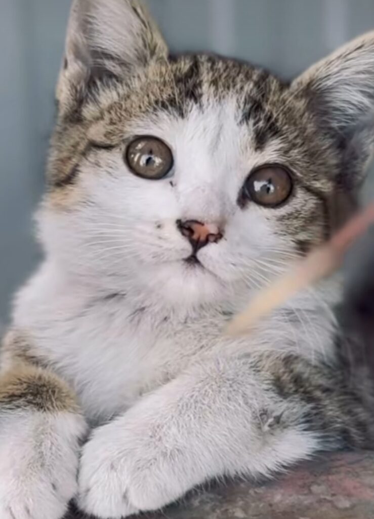 گربه دی اس اچ