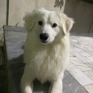 سگ پیدا شده