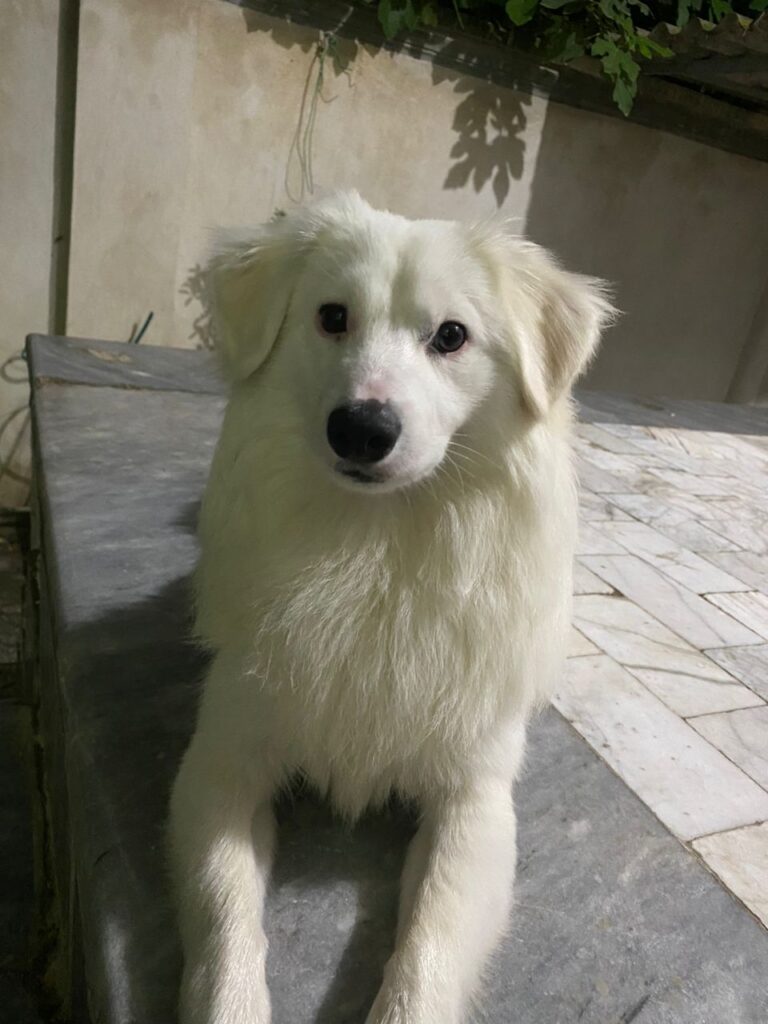 سگ پیدا شده