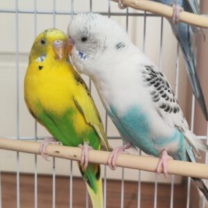 سه مرغ عشق گمشده
