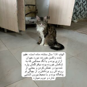 گربه امداد شده