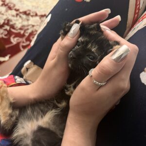 فندق کوچولو